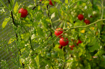 Delicious, nutritious watered homegrown red cherry tomatoes