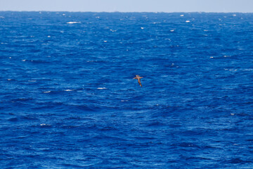沖を飛翔する巨大なクロアシアホウドリ（アホウドリ科）。
英名学名：Black-footed albatross, Diomedea nigripes
東海汽船東京湾〜伊豆諸島八丈島、太平洋航路の橘丸船上にて - 2025
