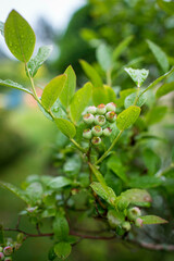 Green Blueberries Growing on a Rain-Kissed Branch