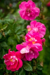 Vibrant Pink Wild Roses with Raindrops