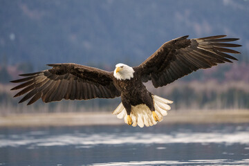 Bald Eagle Soaring Over Water With Outstretched Wings in Natural