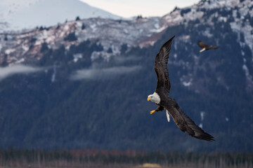 Bald Eagle Fishing With Alaska Mountain Background