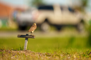 Endangered Burrowing Owl in Urban Environment