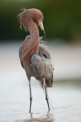 Elegant Reddish Egret Standing Gracefully in a Tranquil Wetland