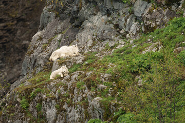 Mountain Goats Relaxing on a Rocky Ledge Amid Green Vegetation