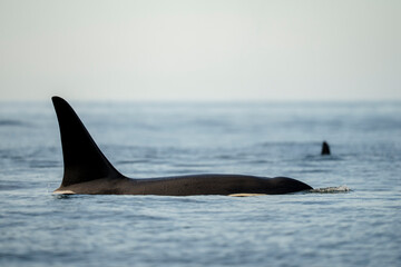 Obraz premium Orca Fins Breaking Ocean Surface in Calm Marine Waters