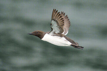 Close-Up of a Common Murre Flying Over the Ocean Surface