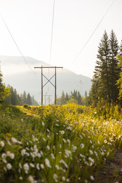 Wooden H-frame power transmission lines cut through green space