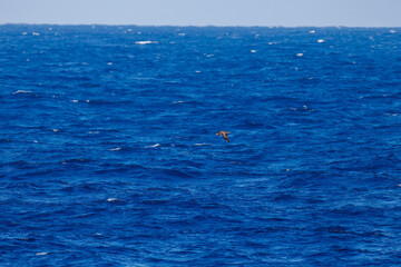 沖を飛翔する巨大なクロアシアホウドリ（アホウドリ科）。
英名学名：Black-footed albatross, Diomedea nigripes
東海汽船東京湾〜伊豆諸島八丈島、太平洋航路の橘丸船上にて - 2025
