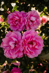 Garden with pink flower bushes vibrant