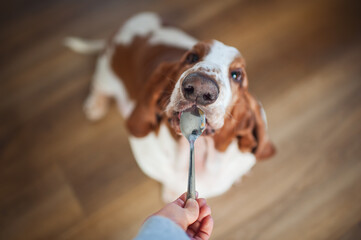 Fototapeta na wymiar Cute basset hound dog licking treats off of a spoon at home in kitchen