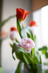 Colorful tulips on a bright background