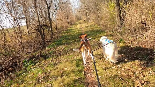 Bikejoring Dryland Mushing in Autumn