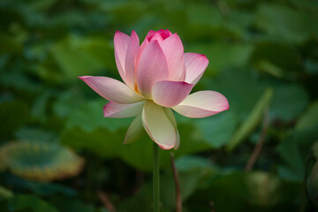 Pink Sacred Lotus Flower Blooming