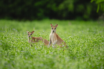 Wallabies in a Green Field.
Wallabies gathered in a lush green field, showcasing the harmonious blend of wildlife and nature.