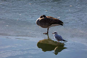 Canadian goose stay on frozen lake