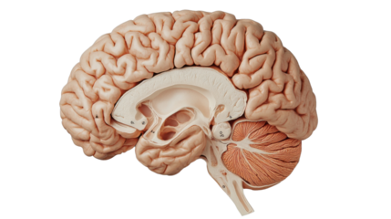 Realistic human brain showing internal structures on transparent background