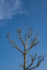 pruned sycamore tree and branches. topiary.