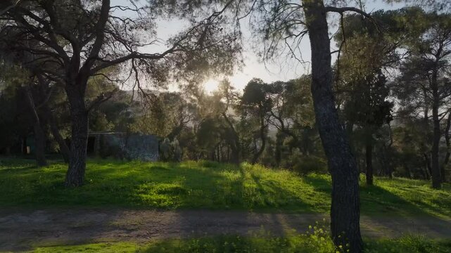 Sunlight between trees inside a forest during spring