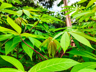 Cassava leaves are the leaves of the cassava plant. They are nutritious and can be used in many dishes.