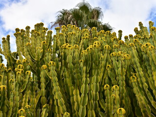 Euphorbia murielii suculent plant commonly known as candelabra tree,Spain.