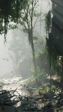 A stream running through a lush green forest