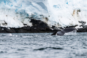 Close-up of the tail of a diving humpback whale -Megaptera novaeangliae. Image taken in the Graham passage, near Charlotte Bay, Antarctic Peninsula.