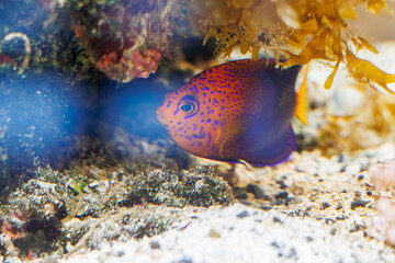 八丈島の海に住む、可愛い熱帯魚たちの水槽。
日本固有種の可愛いレンテンヤッコ（キンチャクダイ科）の幼魚他。
英名学名：Japanese angelfish (Centropyge interruptus)
八丈島の中央にある八丈植物公園とビジターセンター。
亜熱帯植物が繁茂し、温室や動物園もある。
誰でも24時間無料で入園できる。
東京都伊豆諸島八丈島-2025年
