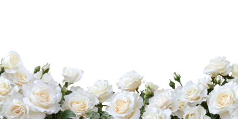 White roses border, isolated background