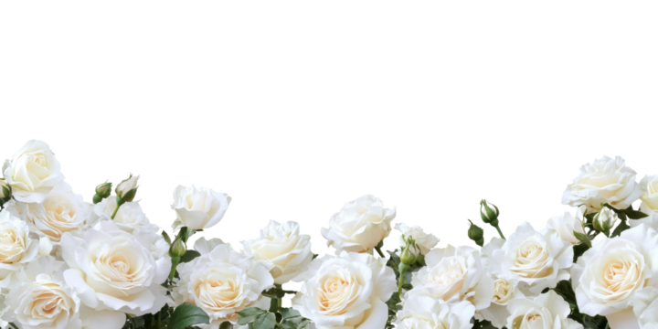 White roses border, isolated background