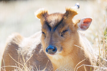 可愛い八丈島のキョン（シカ科）。 英名学名：Island kyong (Reeves's muntjac, Muntiacus reevesi). 八丈島の中央にある八丈植物公園とビジターセンター。 亜熱帯植物が繁茂し、温室や動物園もある。 誰でも24時間無料で入園できる。 東京都伊豆諸島八丈島-2025年 