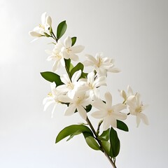 Fototapeta premium Delicate white jasmine flowers in bloom