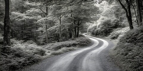 Winding road through monochrome forest