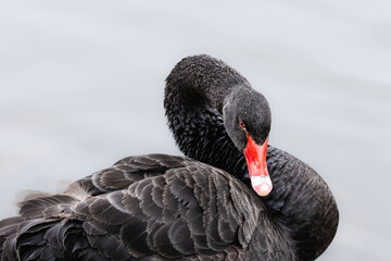 Fototapeta premium 宮城平筒沼にやって来たブラックスワン黒鳥