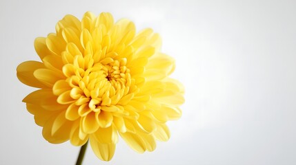 Fototapeta premium Vibrant yellow chrysanthemum against a white background