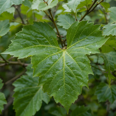 Green Leaf Texture Nature Background