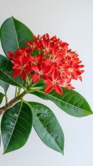 Vibrant red ixora flowers in full bloom