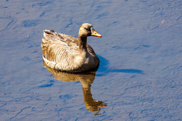 八丈島では数年に一度しか飛来しない、貴重な
美しく大きなマガン（カモ科）
英名学名：Greater white-fronted goose, Anser albifrons
東京都伊豆諸島八丈島-2025年

