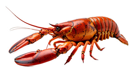 Red lobster seafood, cutout, isolated on transparent background. Vibrant cooked lobster with realistic texture, sharp claws and antennae. Perfect for menus, recipes, and food promotions.