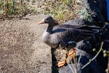 八丈島では数年に一度しか飛来しない、貴重な
美しく大きなマガン（カモ科）
英名学名：Greater white-fronted goose, Anser albifrons
東京都伊豆諸島八丈島-2025年
