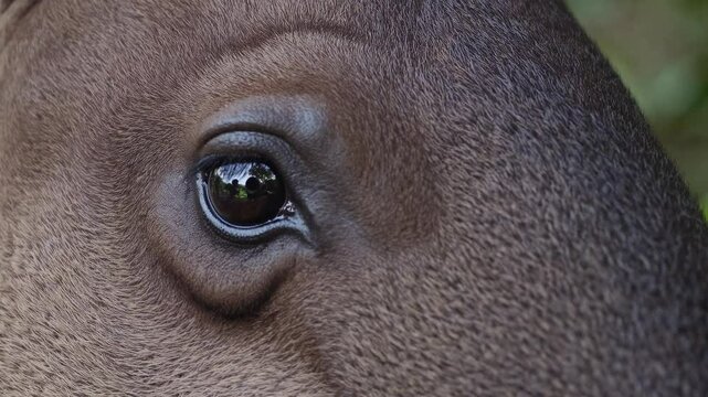 Eyes of the tapir reflecting nature