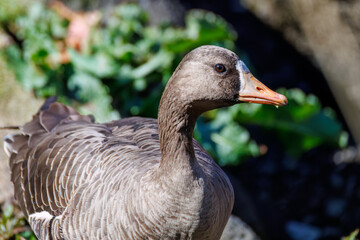 八丈島では数年に一度しか飛来しない、貴重な
美しく大きなマガン（カモ科）
英名学名：Greater white-fronted goose, Anser albifrons
東京都伊豆諸島八丈島-2025年

