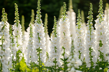 A field of white foxglove flowers, backlit by the sun with a soft-focus background
