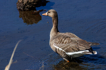 八丈島では数年に一度しか飛来しない、貴重な
飛翔する美しく大きなマガン（カモ科）
英名学名：Greater white-fronted goose, Anser albifrons
東京都伊豆諸島八丈島-2025年
