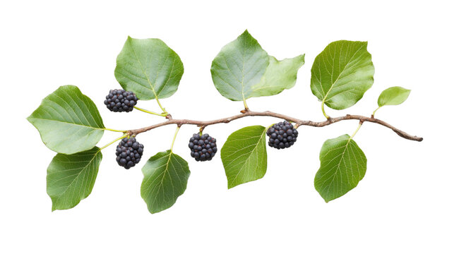 Branch of common hackberry showing ripe fruits on transparent background