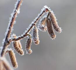 A branch covered in frosty snow and small brown buds