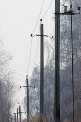 A row of power lines are in the woods