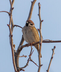 A small bird is perched on a branch of a tree