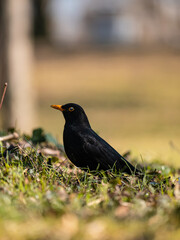 blackbird on the ground