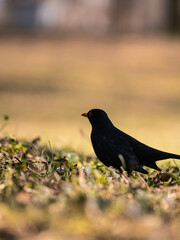 Bird on the ground